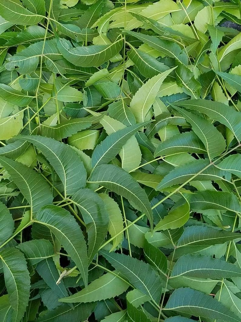 Fresh Neem Leaves, Azadirachta Indica, Margosa, z południowej Florydy. (3 OZ)