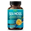 Premium Sea Moss z Ashwagandha, Burdock Bladderwrack, Black Seed dla układu immunologicznego, skóry, trawienia i energii- Made in The USA (150 Hrabia (Pack of 1))