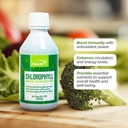 FUNAT Chlorofil Plus Liquid with Natural Mint Flavor - Nutricent- Rich Green Supplement for Energy & Wellness, Easy- to- Use Drops - 8.1 FL OZ