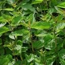 Stinging Nettle (Urtica Dioica) - 100 Nasiona OrginBud