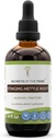 Tajemnice Tribe Stinging Nettle Root Alcohol Extract, Wysokiej mocy Herbal Drops, Tincture Made from Stinging Nettle (Urtica dioica) Suszony Root 4 oz