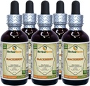 BlackBerry (Rubus fruticosus) Tincture, Organic Dried Leaves Liquid Extract (Nazwa marki: HerbalTerra, Proudly Made in USA) 5x2 fl.oz (5x60 ml)