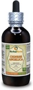 Angelica Chinese (Angelica Sinensis) Tincture, Organic Dried Root Liquid Extract (Nazwa marki: HerbalTerra, Proudly Made in USA) 4 fl.oz (120 ml)