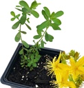 Organic Saint John 's Wort Plant, (Hypericum Perforatum) 2,5 cala Pot - St. John' s Wort Live Plant