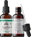 Plantain Tincture, Organic Plantain Extract (Plantago Major) Suchy suplement zdrowia liści, Nie-GMO w Cold- Pressed Organic Vegetable Glicerin 2 oz, 670 mg