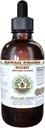 Noni Alcohol- Free Liquid Extract, Organic Noni (Morinda citrifolia) Suszone owoce Glicerite Natural Herbal Supplement, Hawaii Pharm, USA 2 fl.oz