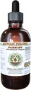 Pietruszka - wolny od alkoholu ekstrakt płynny, Pietruszka (Petroselinum Crispum) Korzeń glicerolu Natural Herbal Supplement, Hawaje Pharm, USA 2 fl.oz